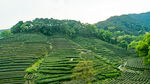 茶山图片