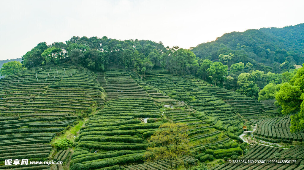 茶山图片