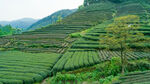 茶山图片