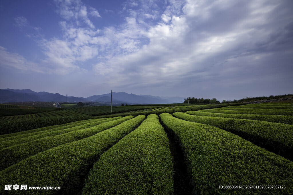 茶山图片