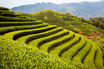 茶山图片