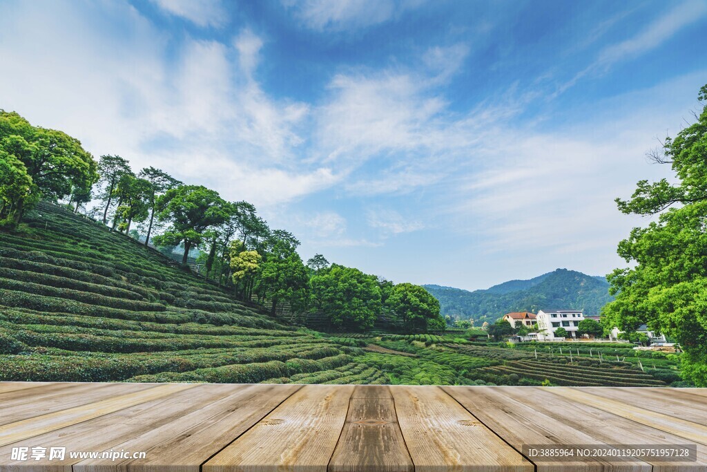 茶山图片