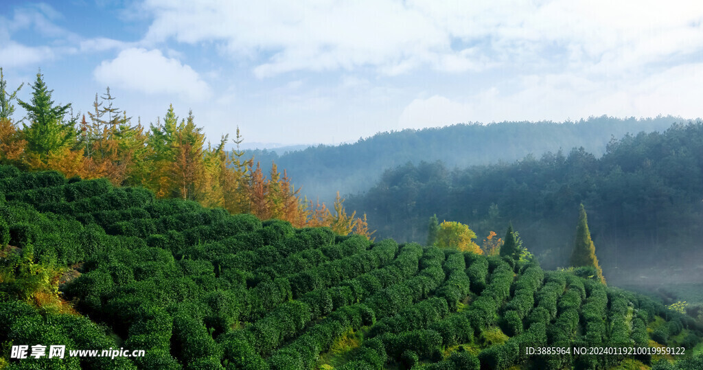 茶山图片