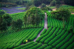 茶山图片
