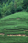 茶山图片