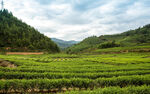茶山图片