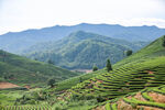 茶山图片