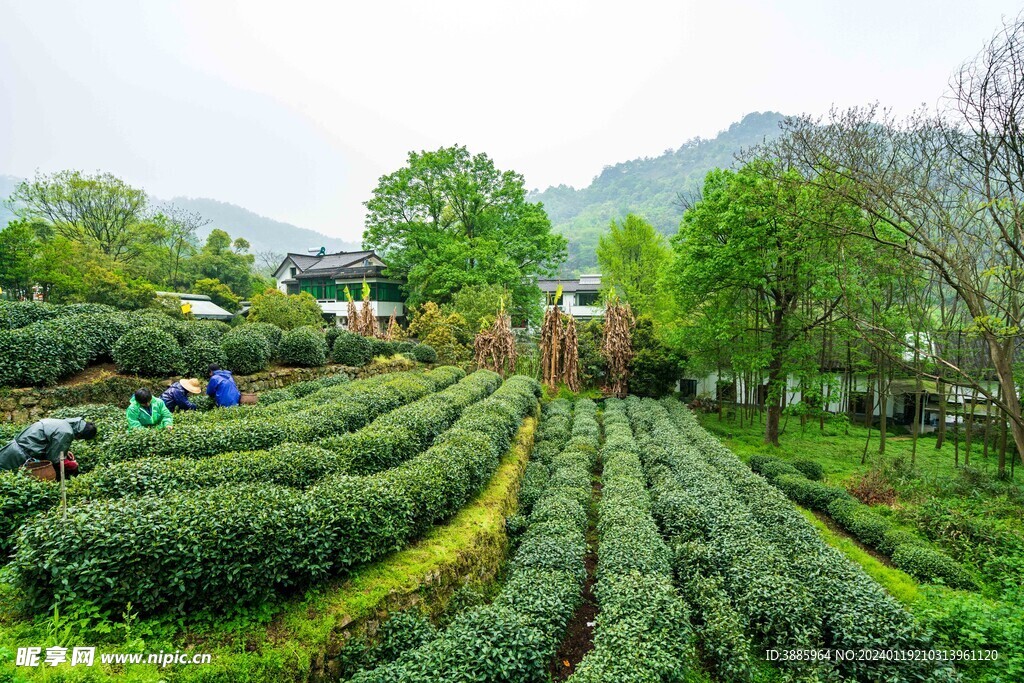 茶山图片