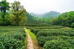茶山图片