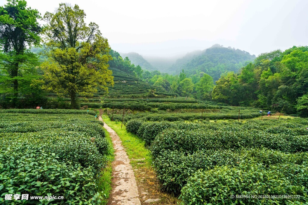 茶山图片