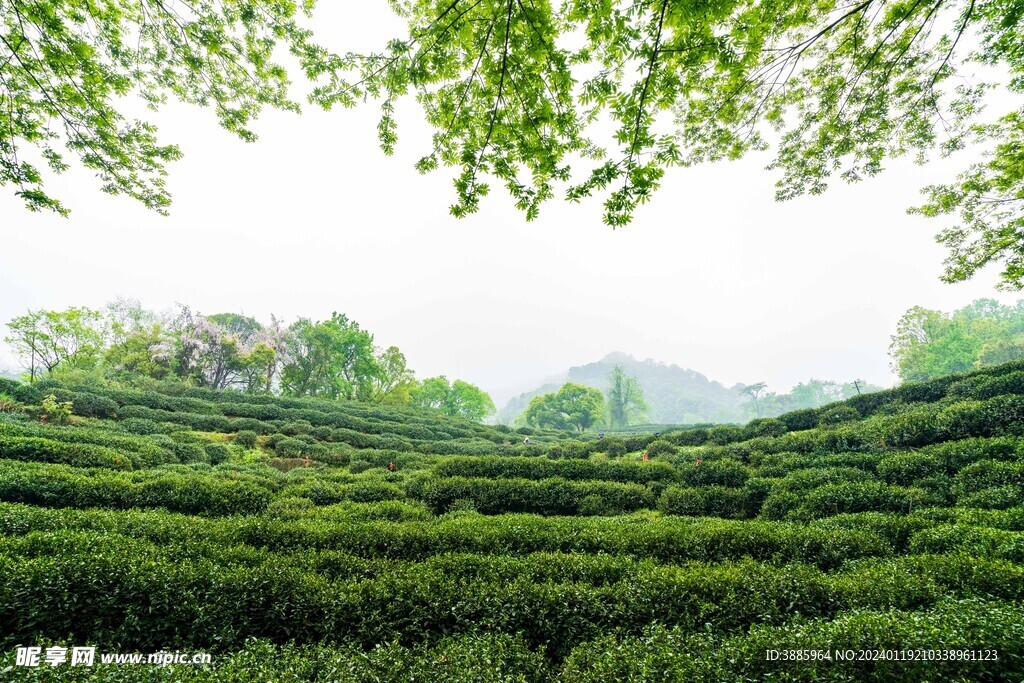 茶山图片