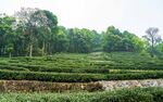 茶山图片