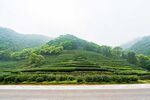 茶山图片