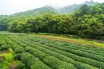 茶山图片