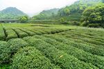 茶山图片