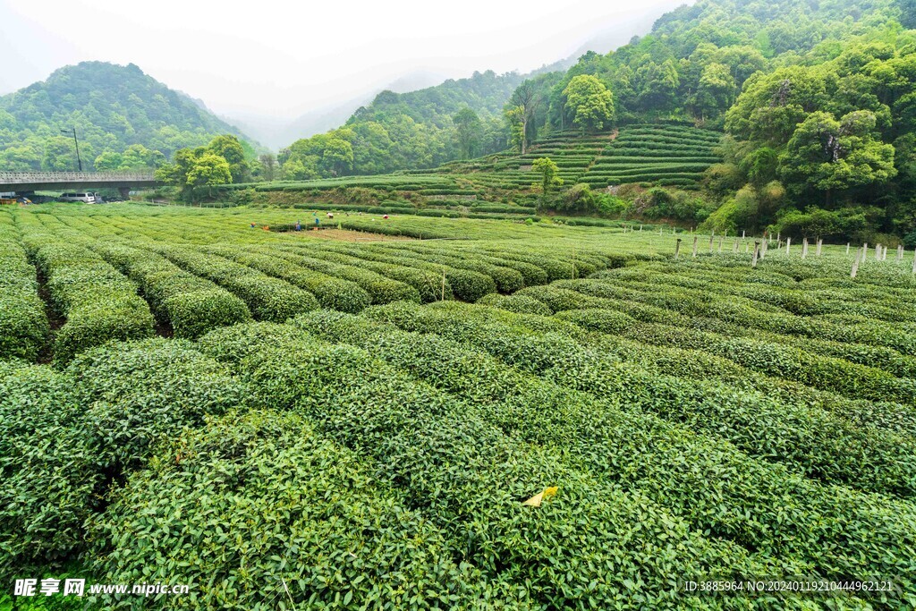 茶山图片