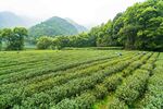 茶山图片