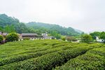 茶山图片
