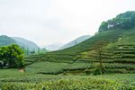 茶山图片