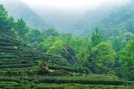 茶山图片