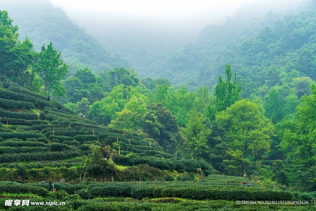 茶山图片