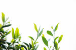 炒茶叶图片