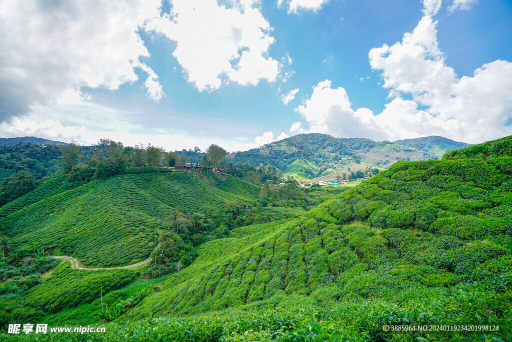 茶山图片