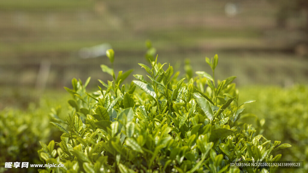 茶山图片