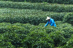 茶山图片