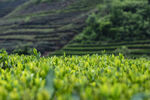 茶山图片