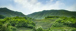 茶山图片