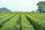 茶山图片