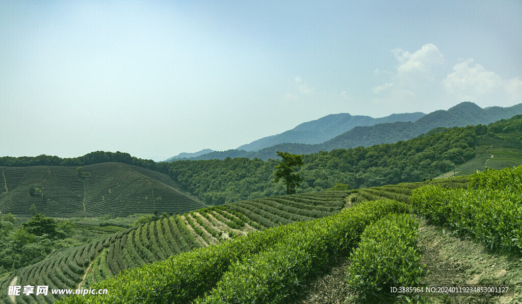 茶山图片