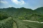 茶山图片