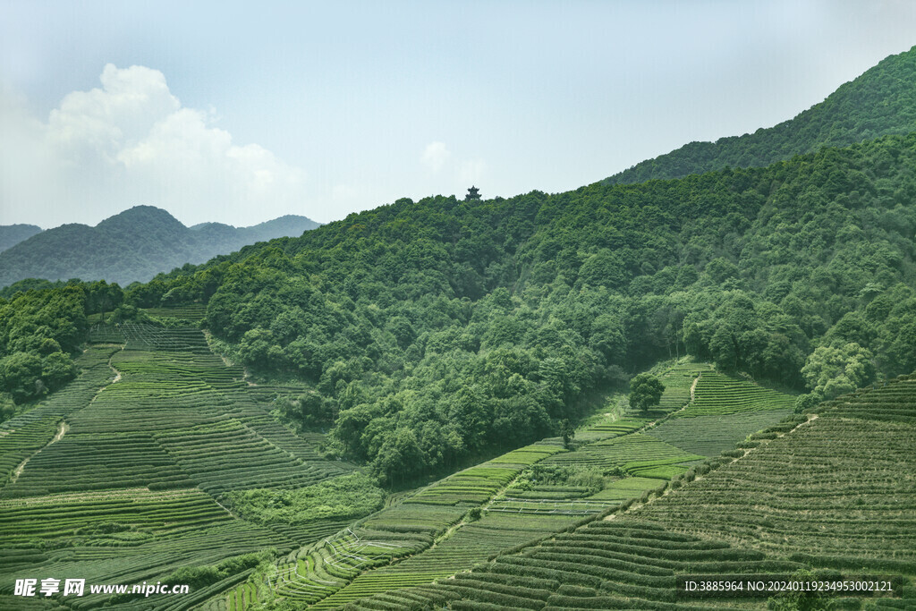 茶山图片