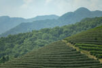 茶山图片
