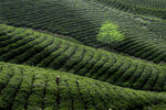 茶山图片