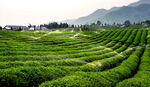 茶山图片