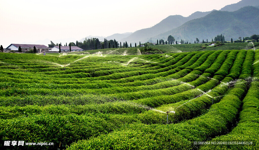 茶山图片