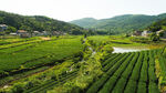 茶山图片
