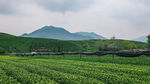 茶山图片