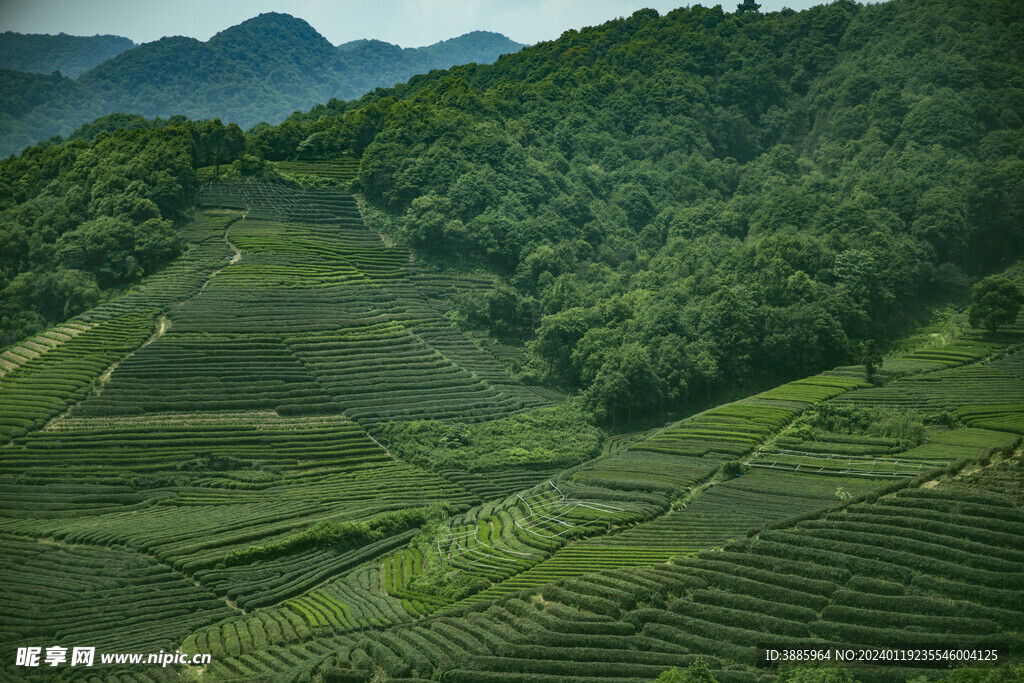 茶山图片