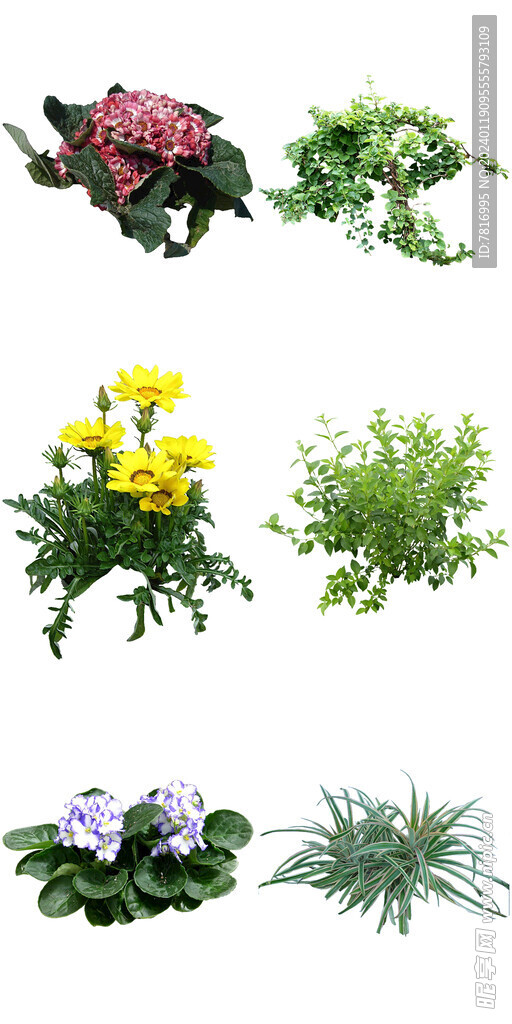 小区常绿花卉