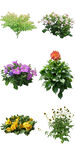 春季常绿花卉