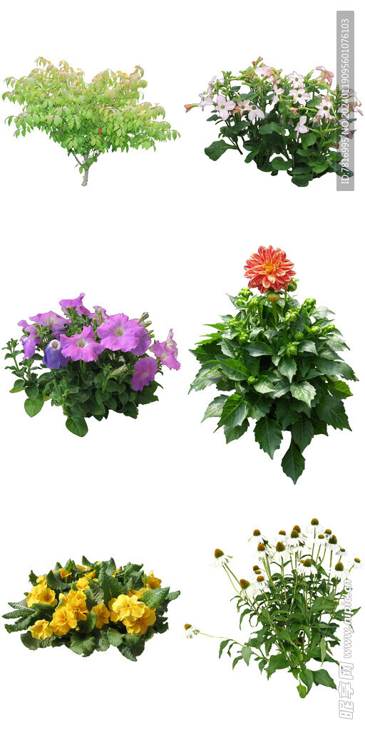 春季常绿花卉