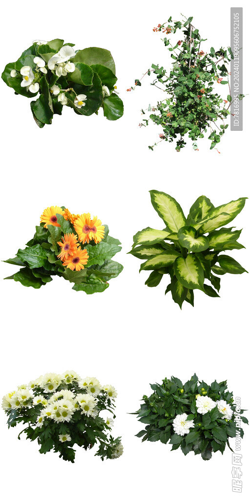 室内耐寒花卉