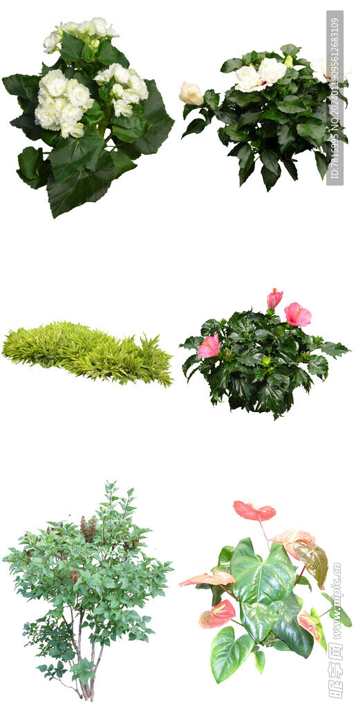 常见盆栽花卉