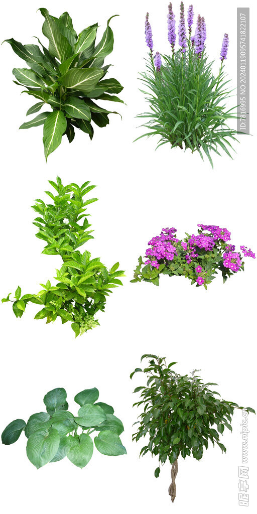 小院喜阴花卉