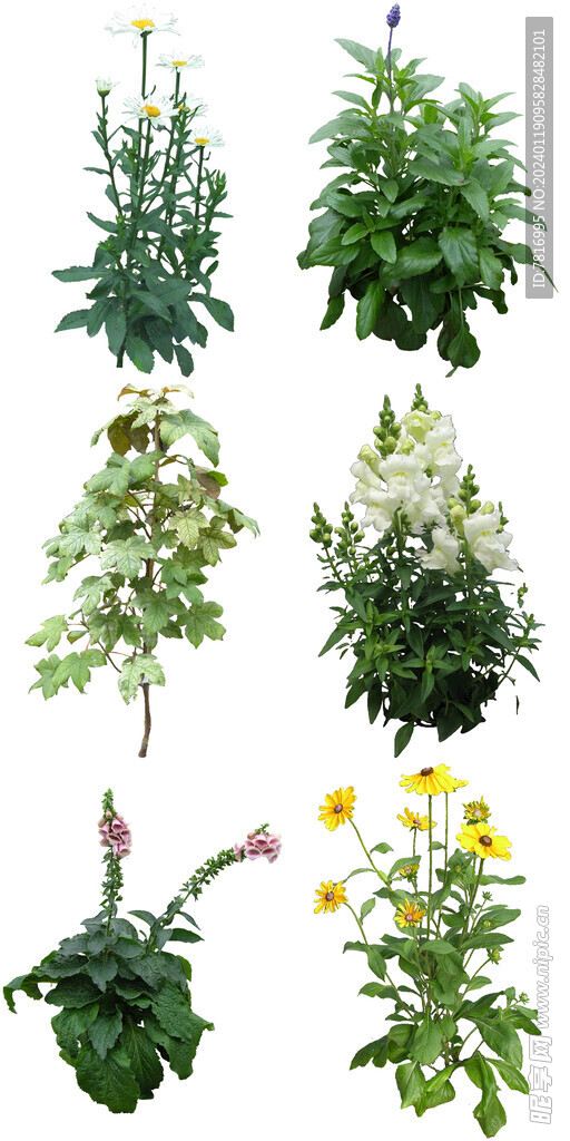 室内喜阴花卉