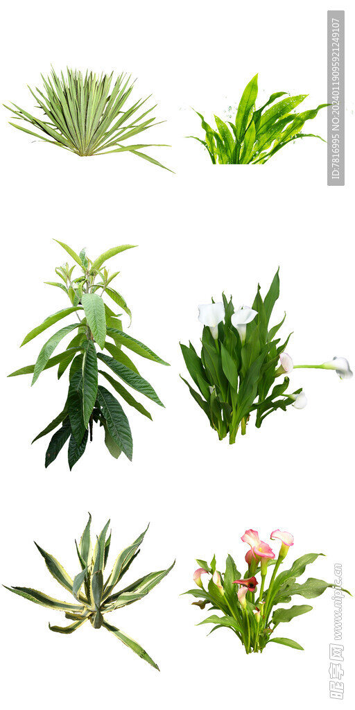 喜阴植物